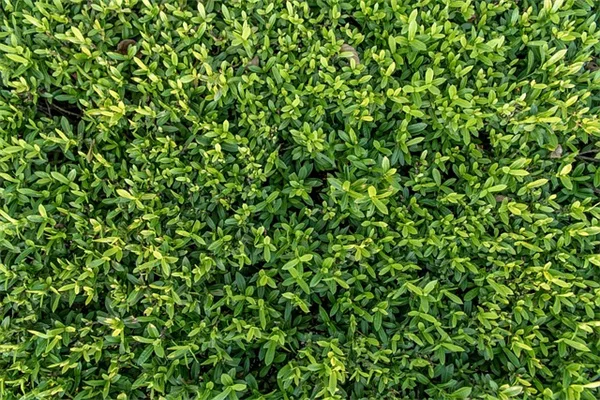 ベランダで鳥を呼ぶ！冬ベリー低木の育て方と実践テクニック