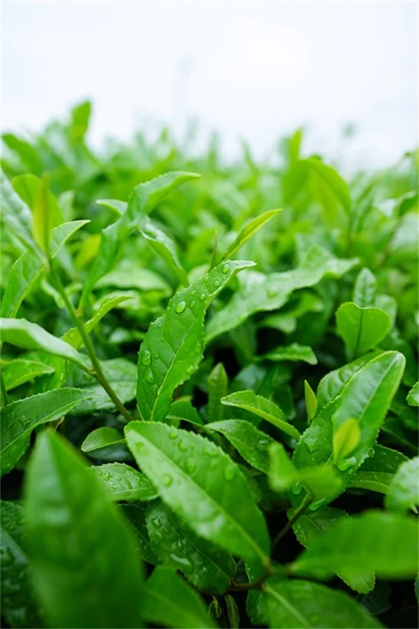 4月に植えるべき多年生植物ベスト7｜プロが教える成功のコツ