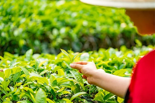 夏に咲く球根、3月に植えるべき10の種類を紹介！私が選んだおすすめ品種と育て方