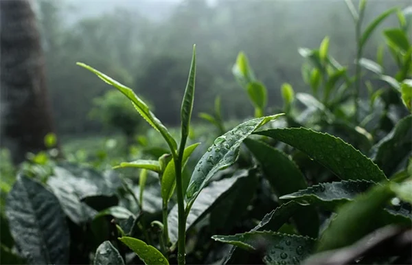 【庭の土を劇的改善】森林腐植土の効果的な使い方：たった一握りで3年効果が続く理由