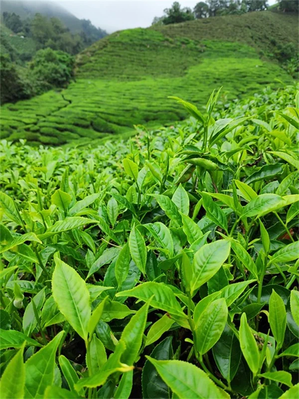 龙舌豆の栽培と収穫時期 簡単に育てるコツ