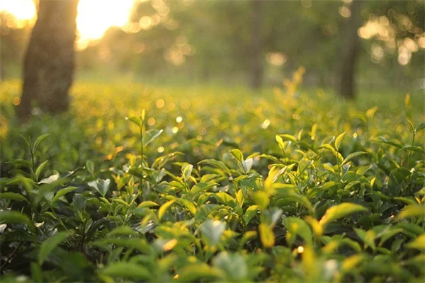 セージと相性の良い植物・悪い植物を経験者が解説